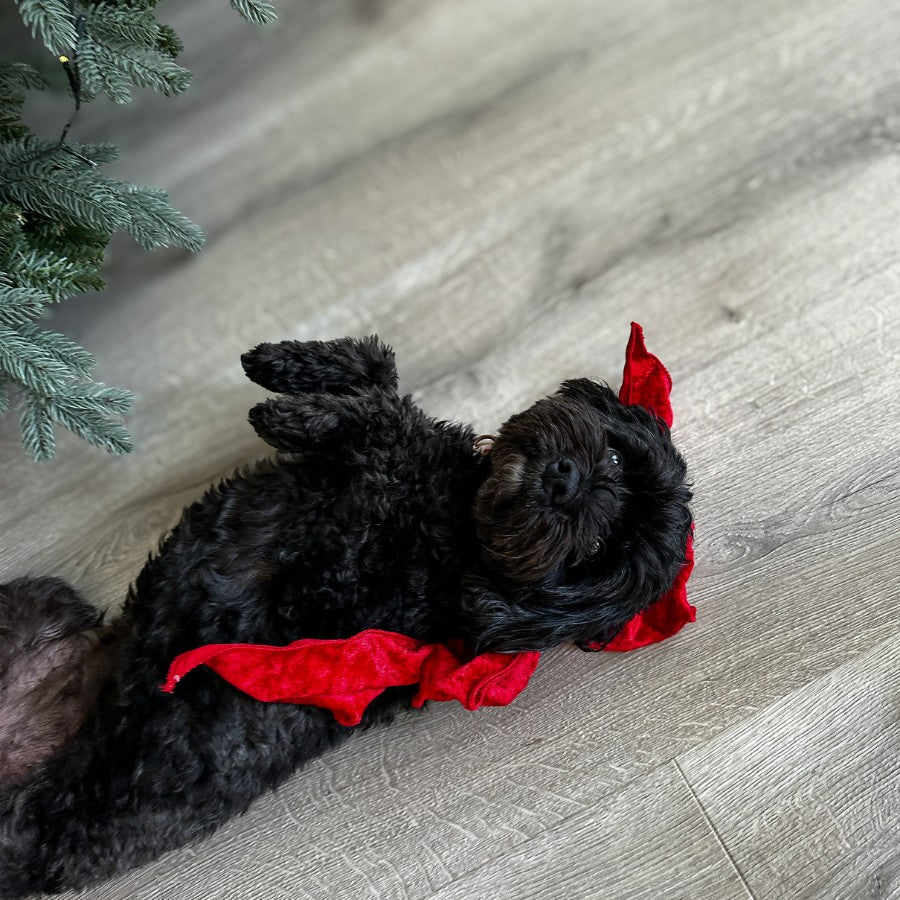 Large Velvet Clip on Bow - Red