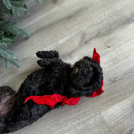 Large Velvet Clip on Bow - Red