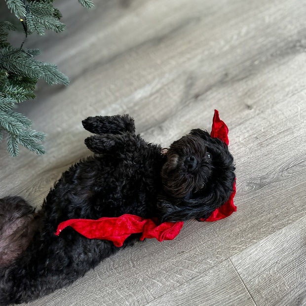 Large Velvet Clip on Bow - Red